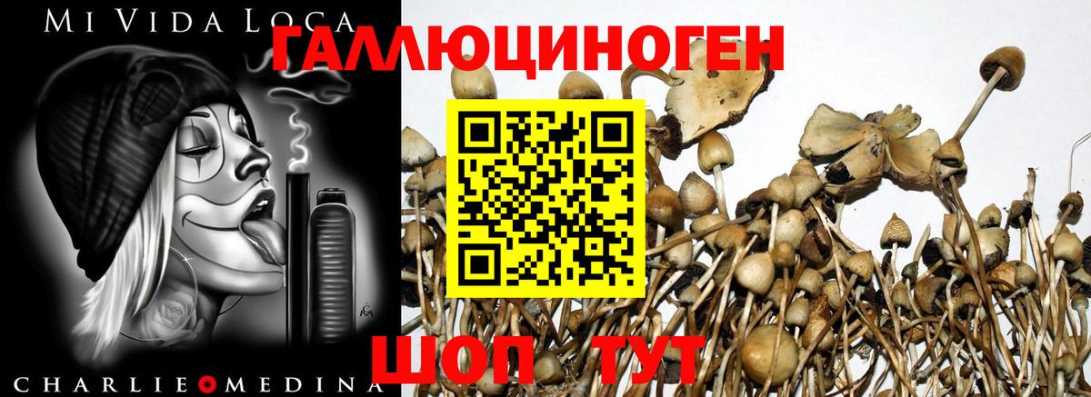 Псилоцибиновые грибы прущие грибы  как найти наркотики  Каменка 