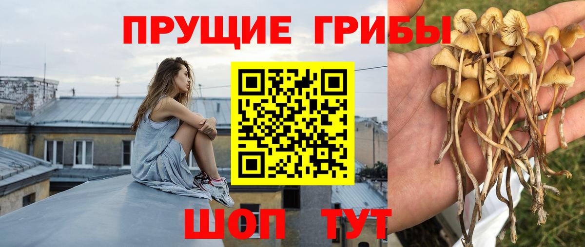 Галлюциногенные грибы MAGIC MUSHROOMS Каменка